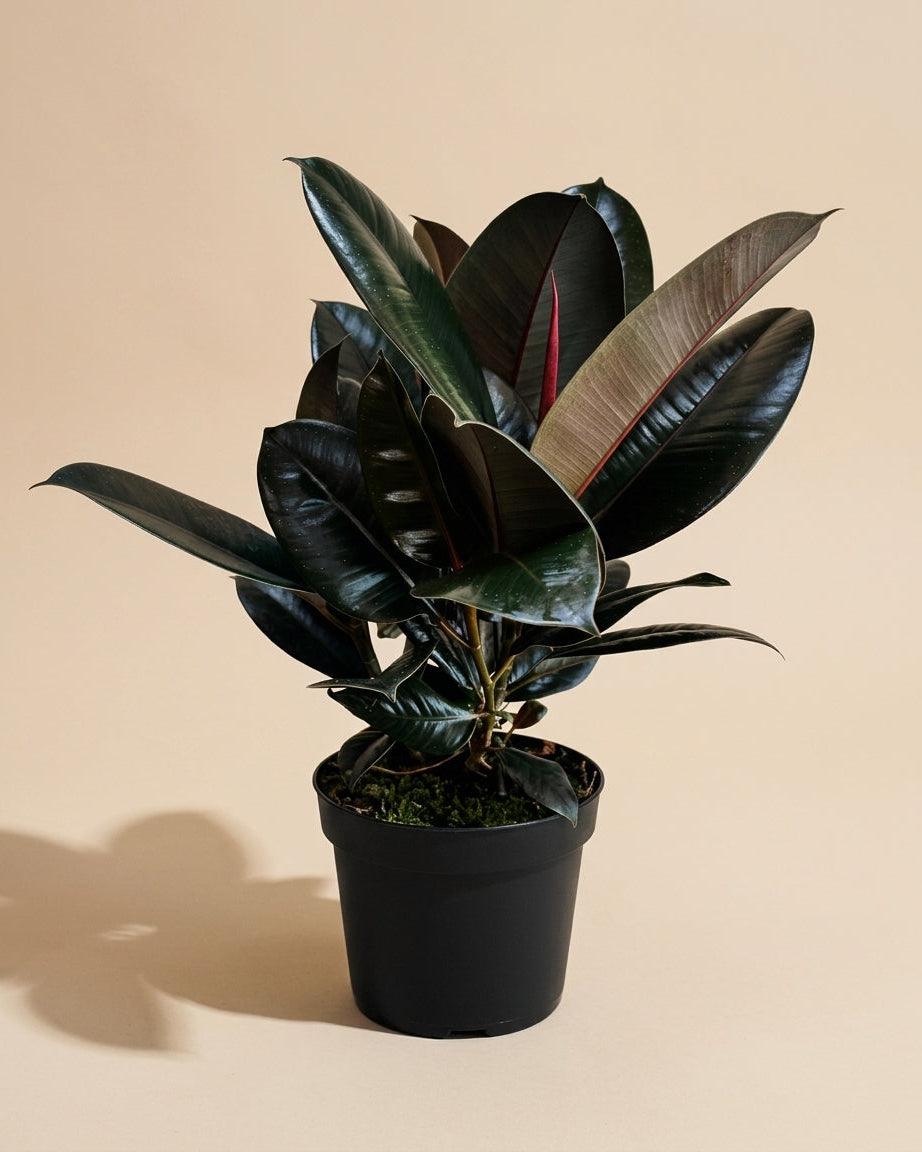 Ficus Decora Burgundy