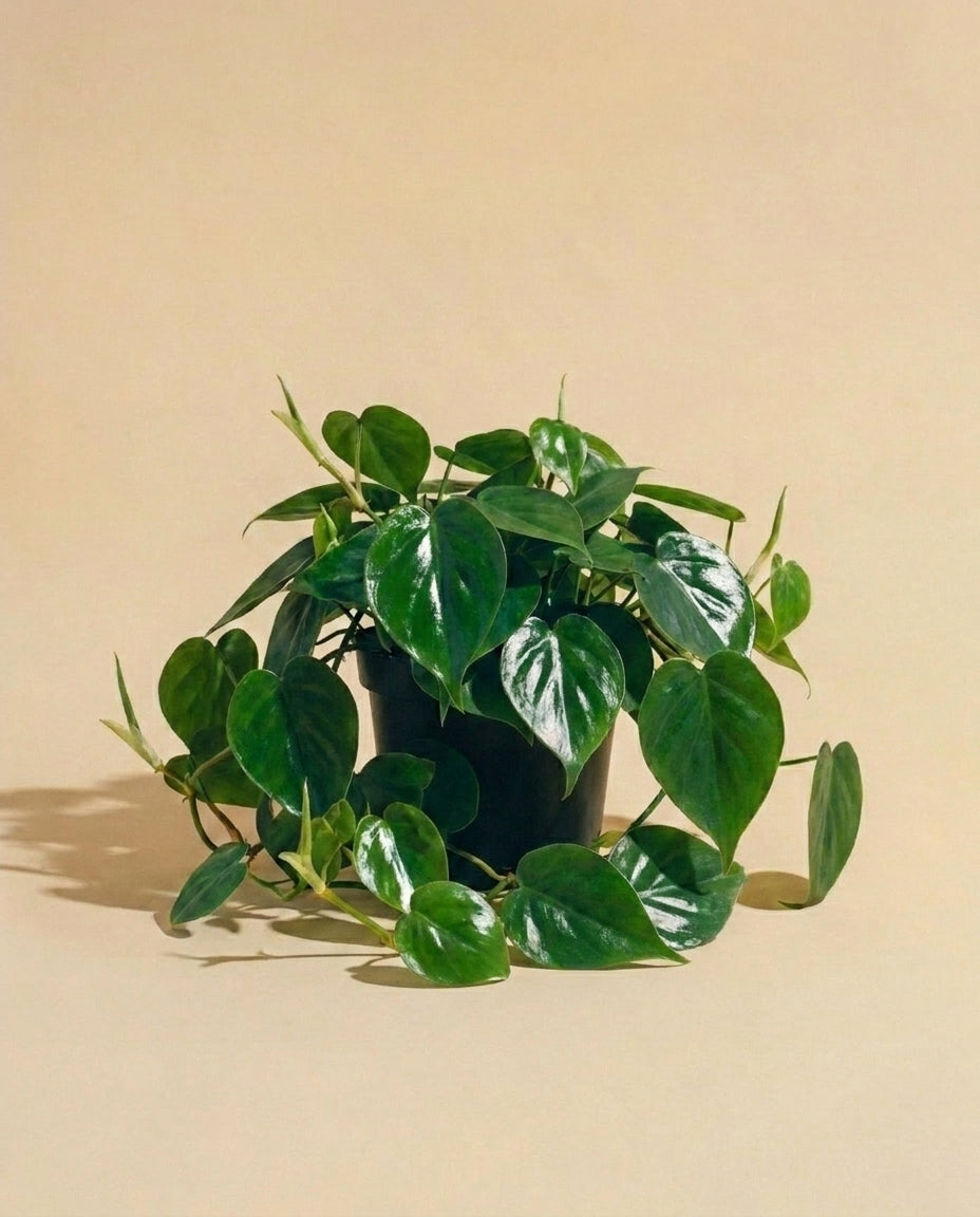 Cordatum Green