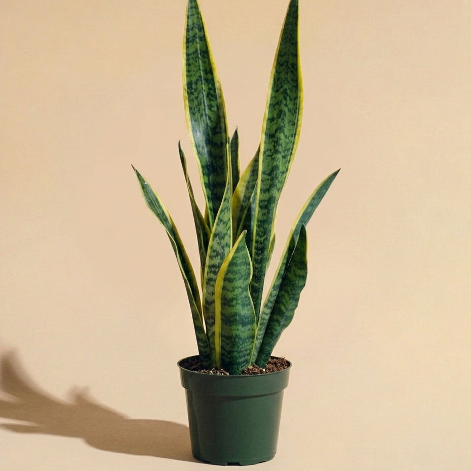 Snake Plant Laurentii