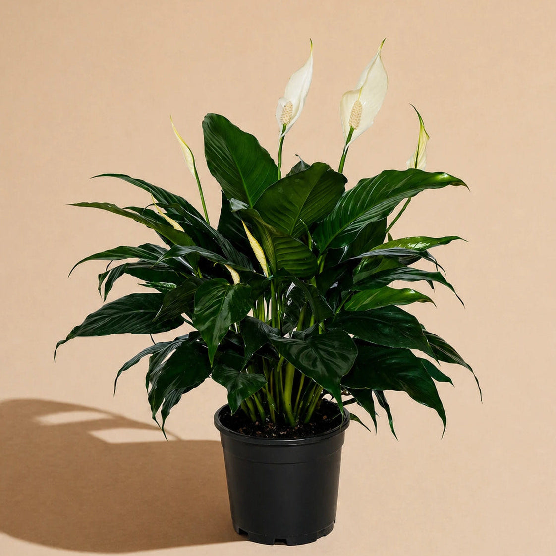 Peace Lily