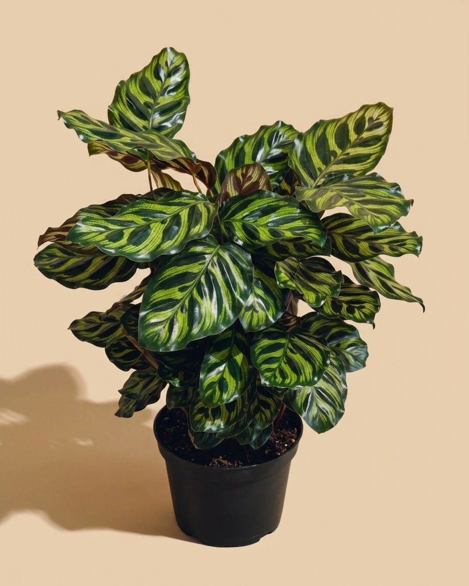 Calathea Peacock