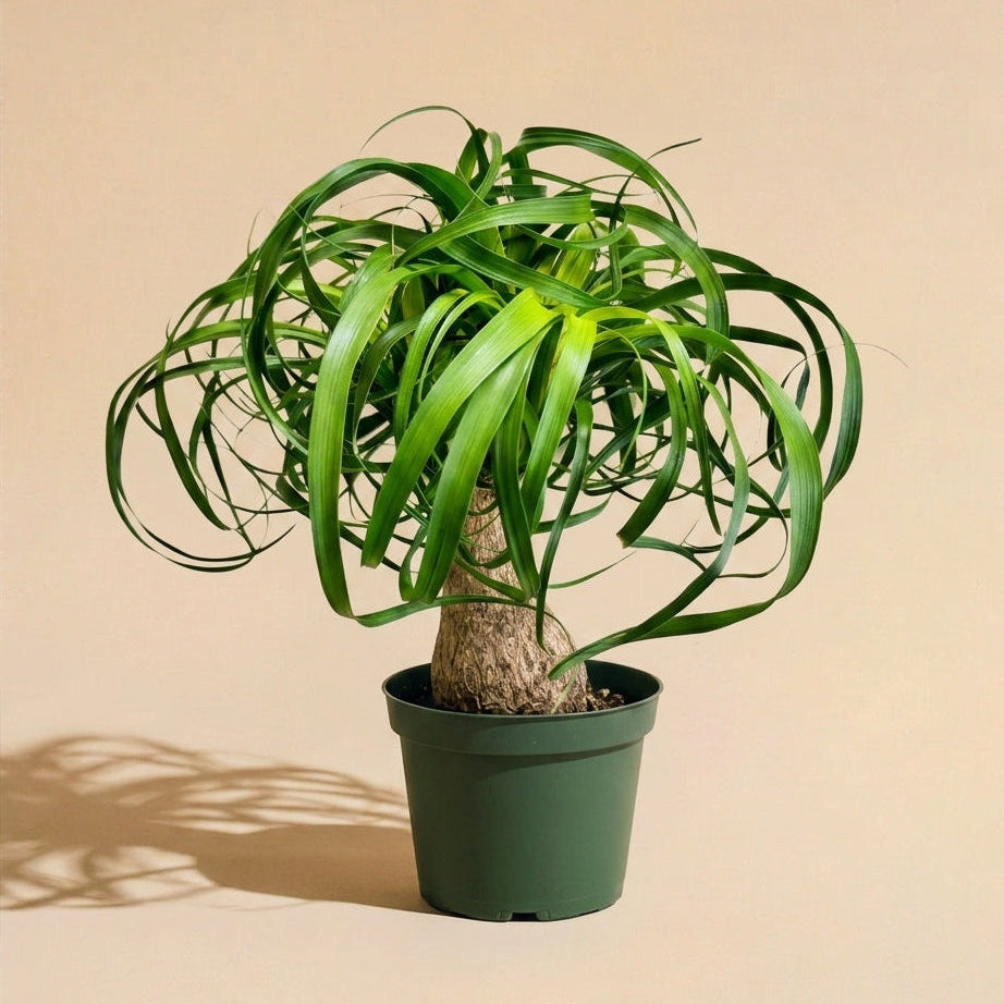 Ponytail Palm Stump