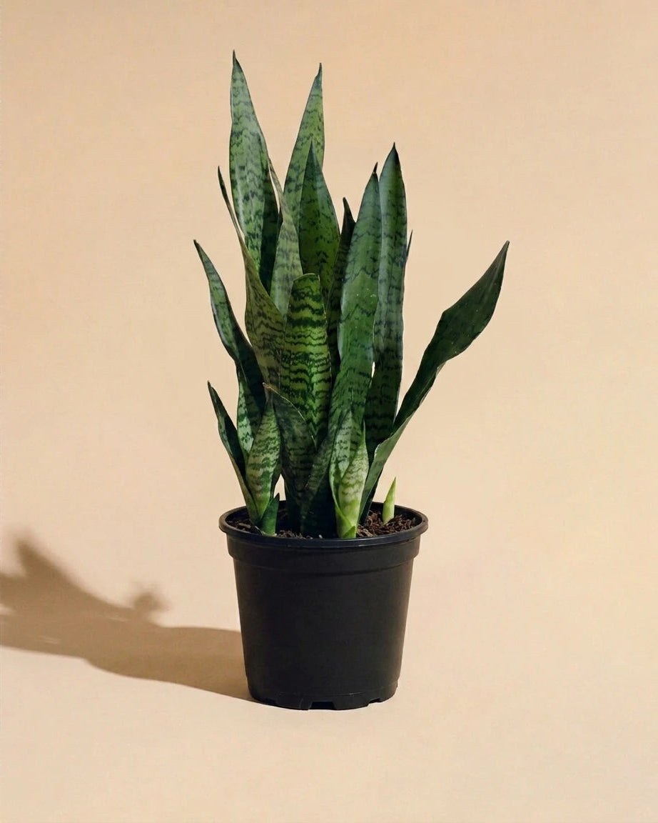 Snake Plant Zeylanica
