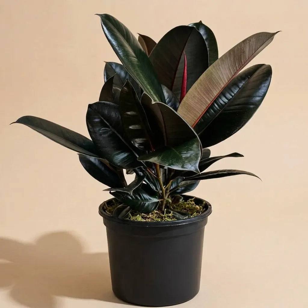 Ficus Decora Burgundy