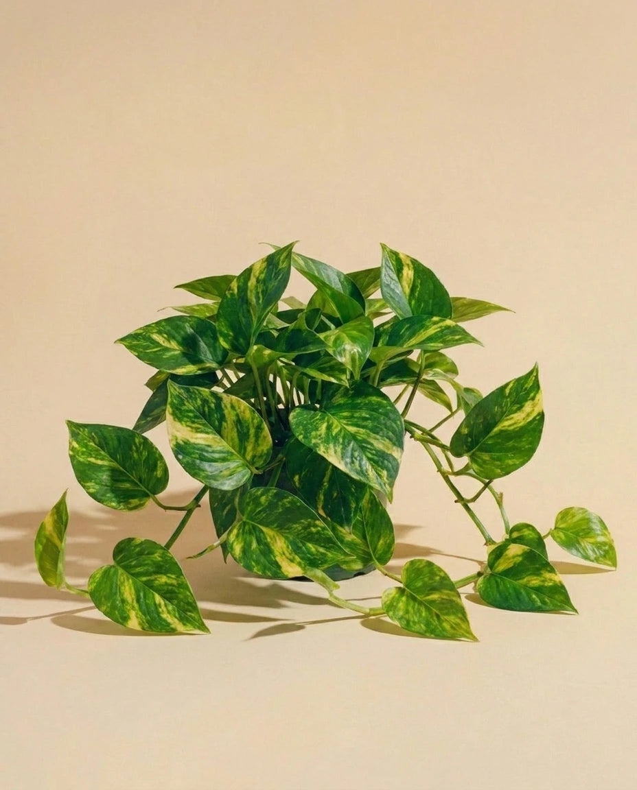 Golden Pothos