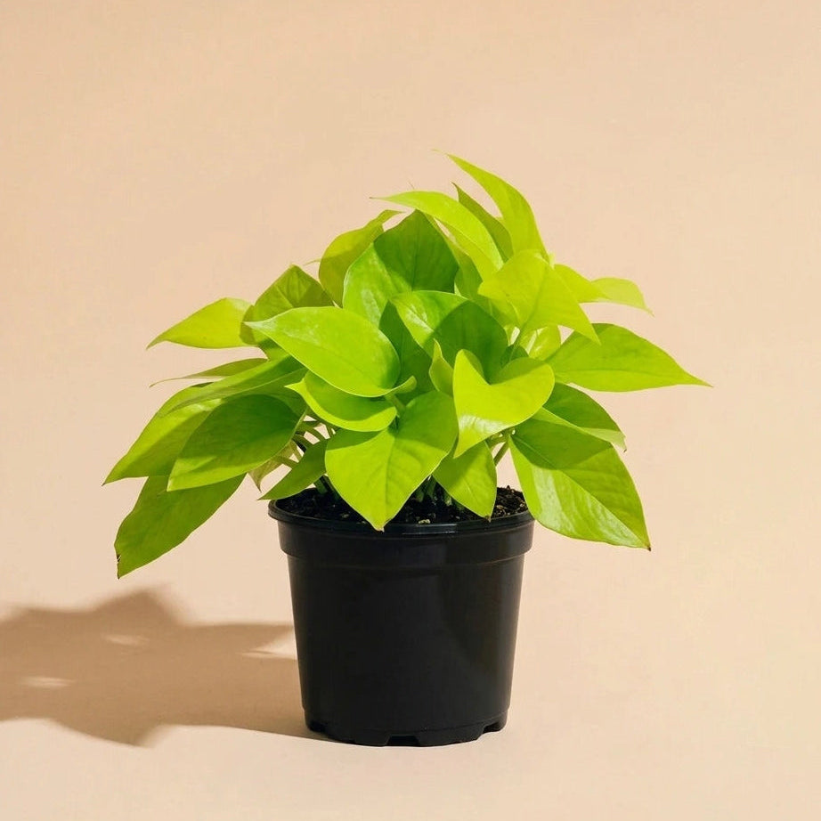 Pothos Neon