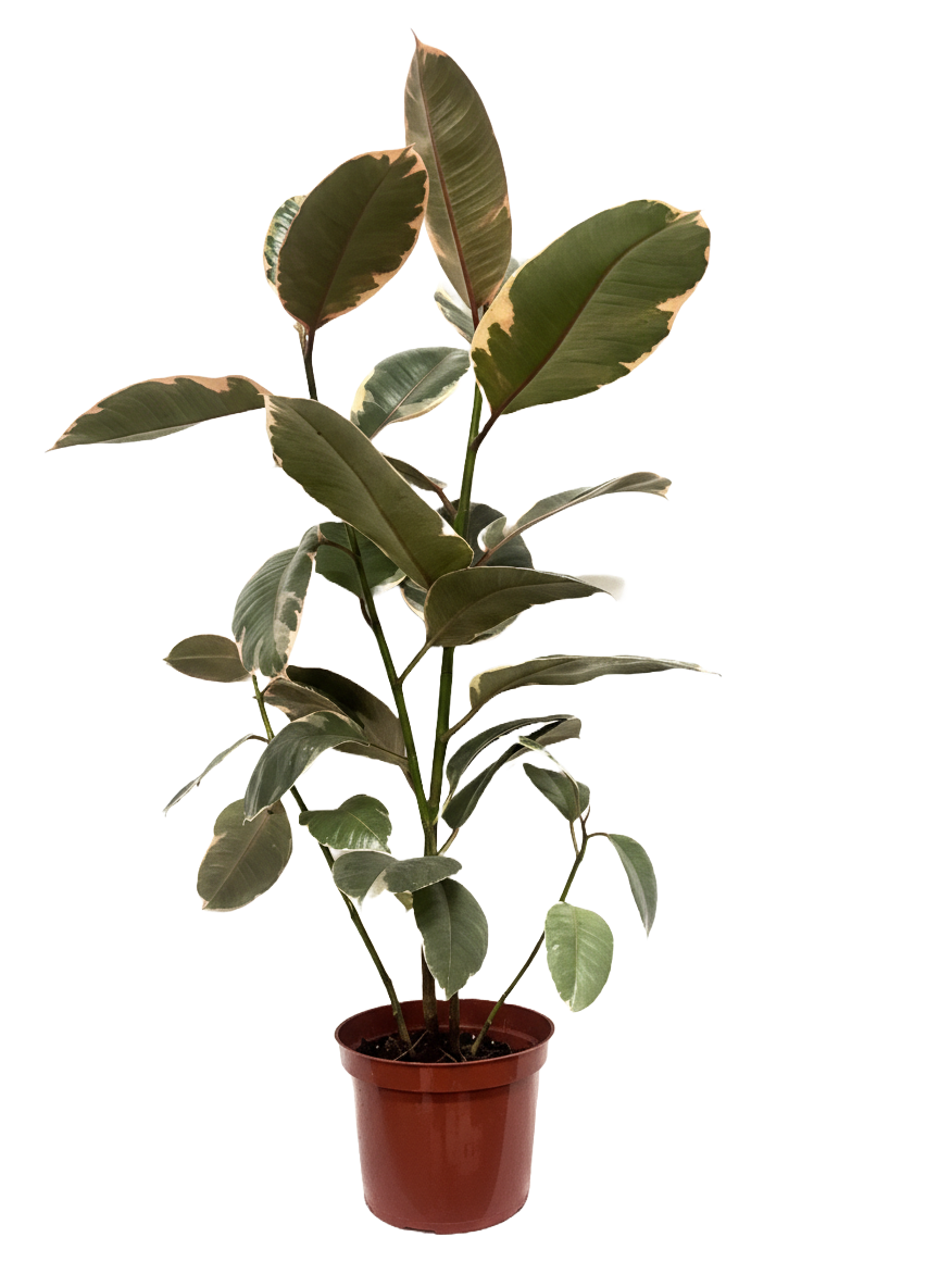 Ficus Decora Tineke