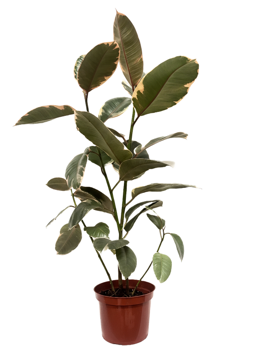 Ficus Decora Tineke