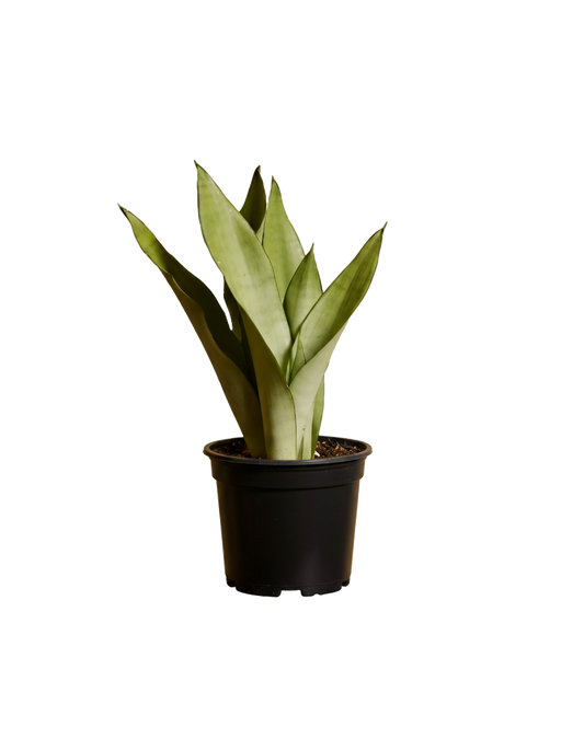 Snake Plant Moonshine