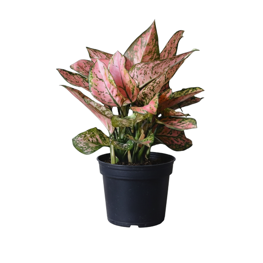 Aglaonema Lady Valentine
