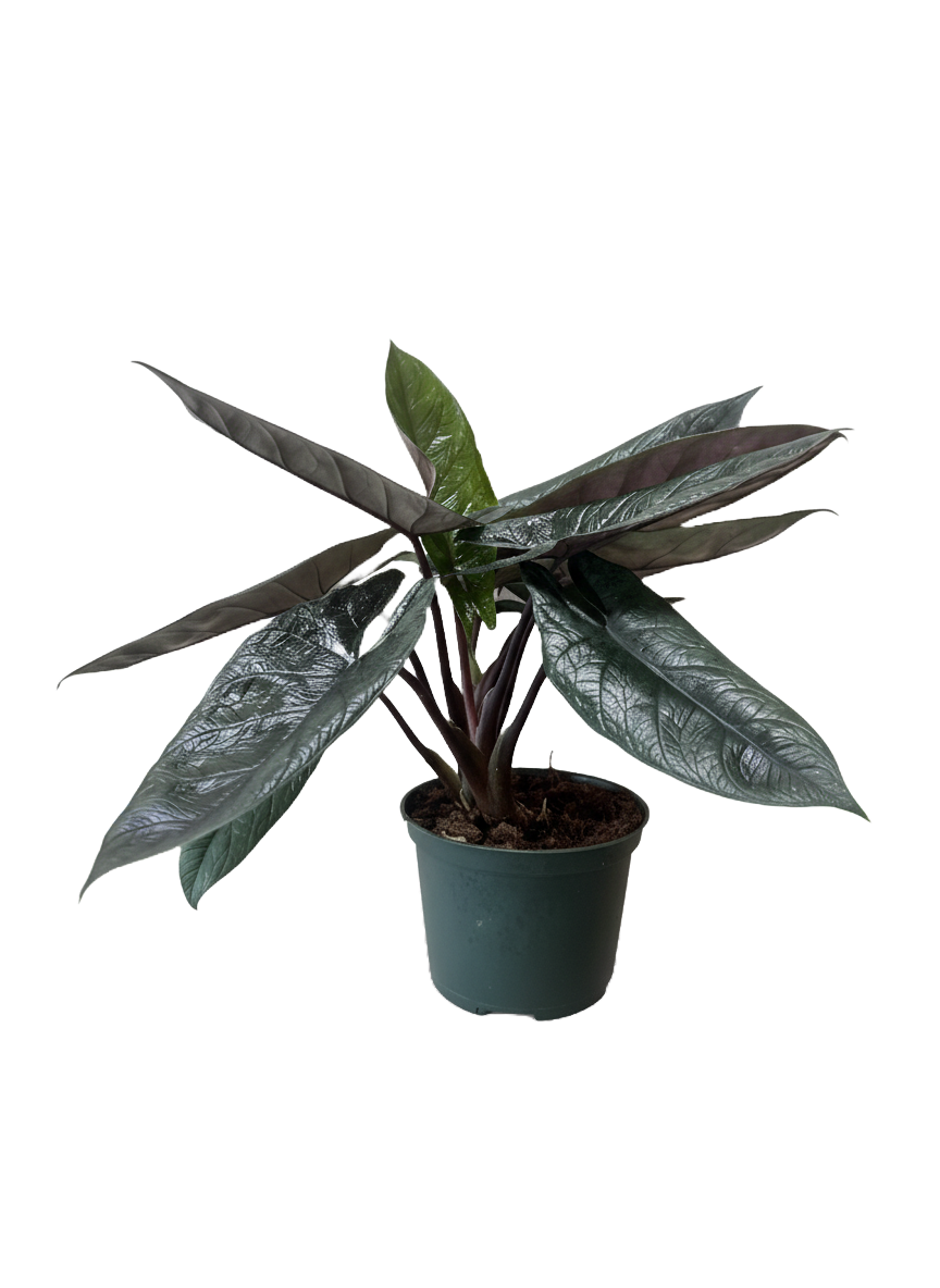 Alocasia Scalprum