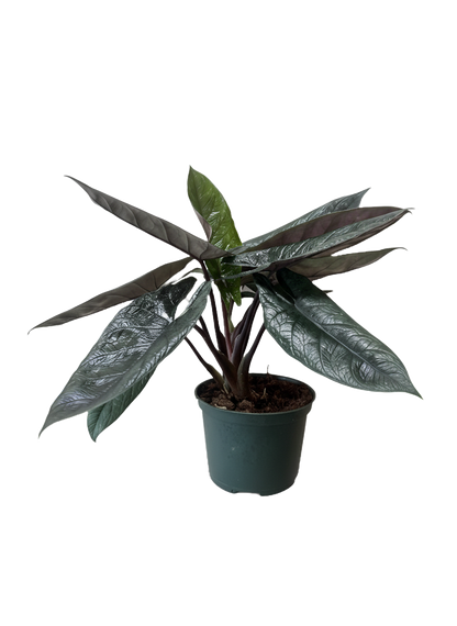 Alocasia Scalprum