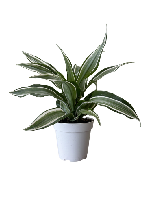 Dracaena Kanzi