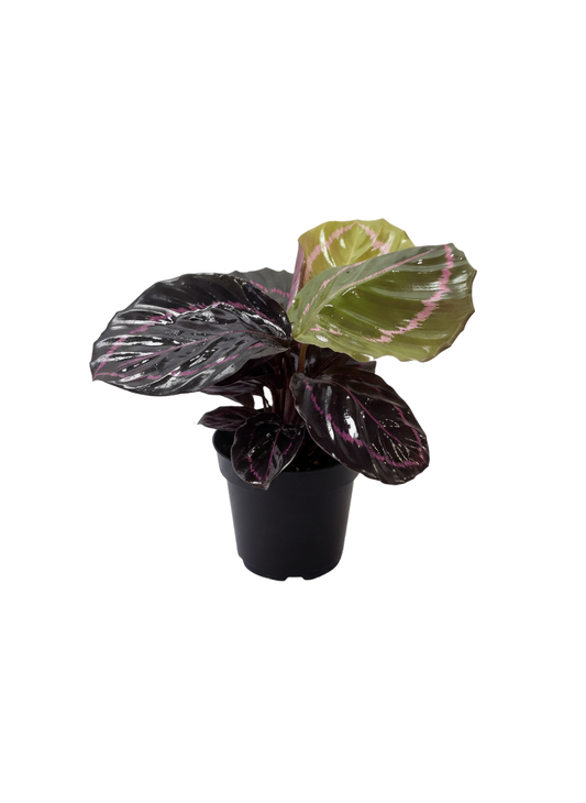 Calathea Red Peacock
