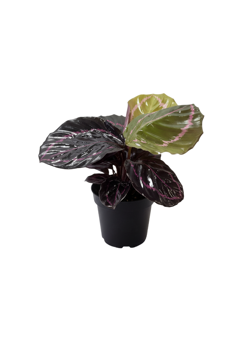 Calathea Red Peacock