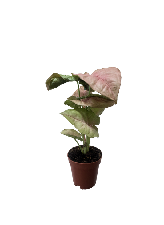 Syngonium Strawberry