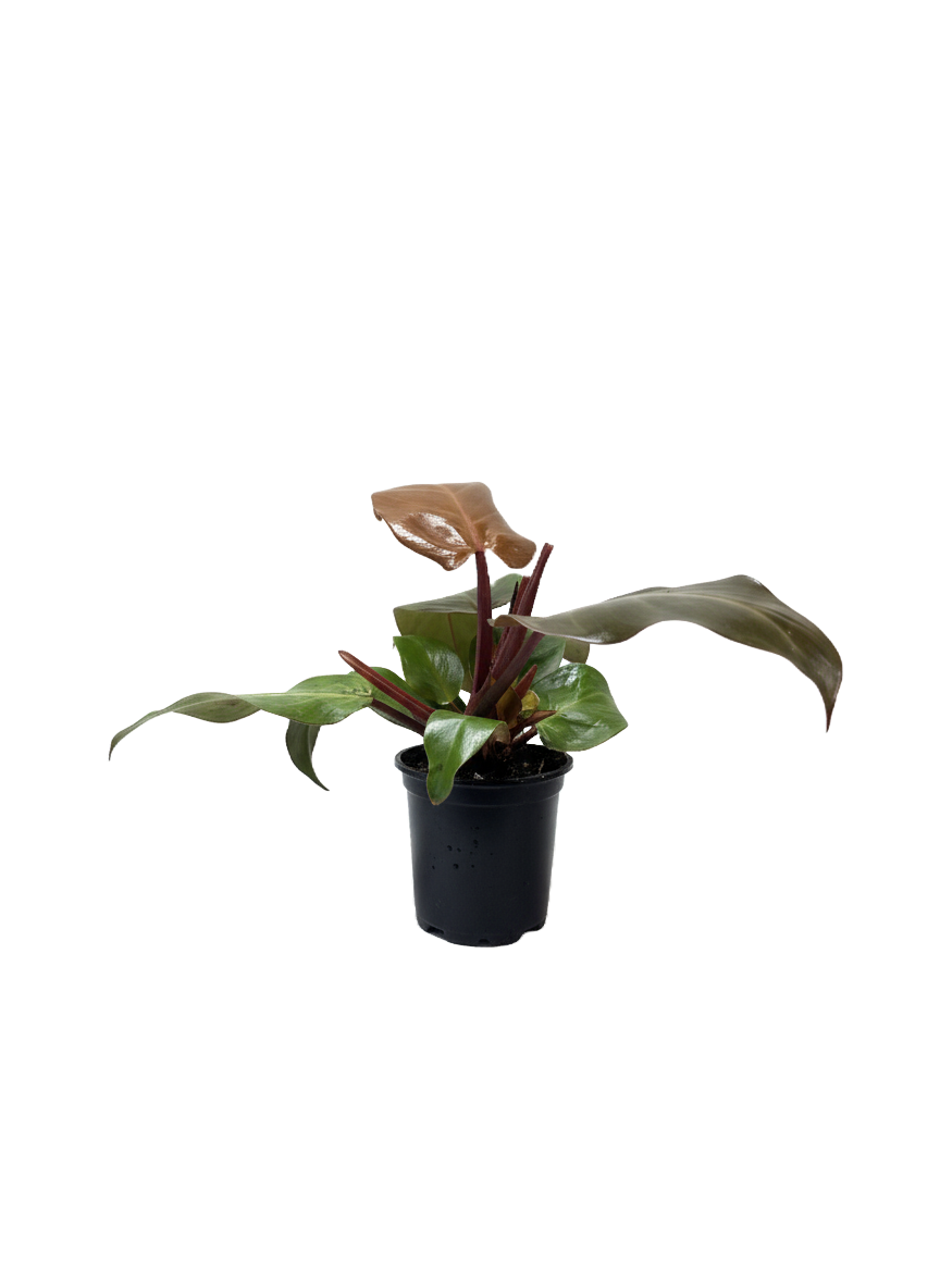 Philodendron McColley