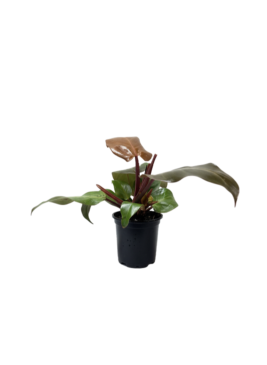 Philodendron McColley