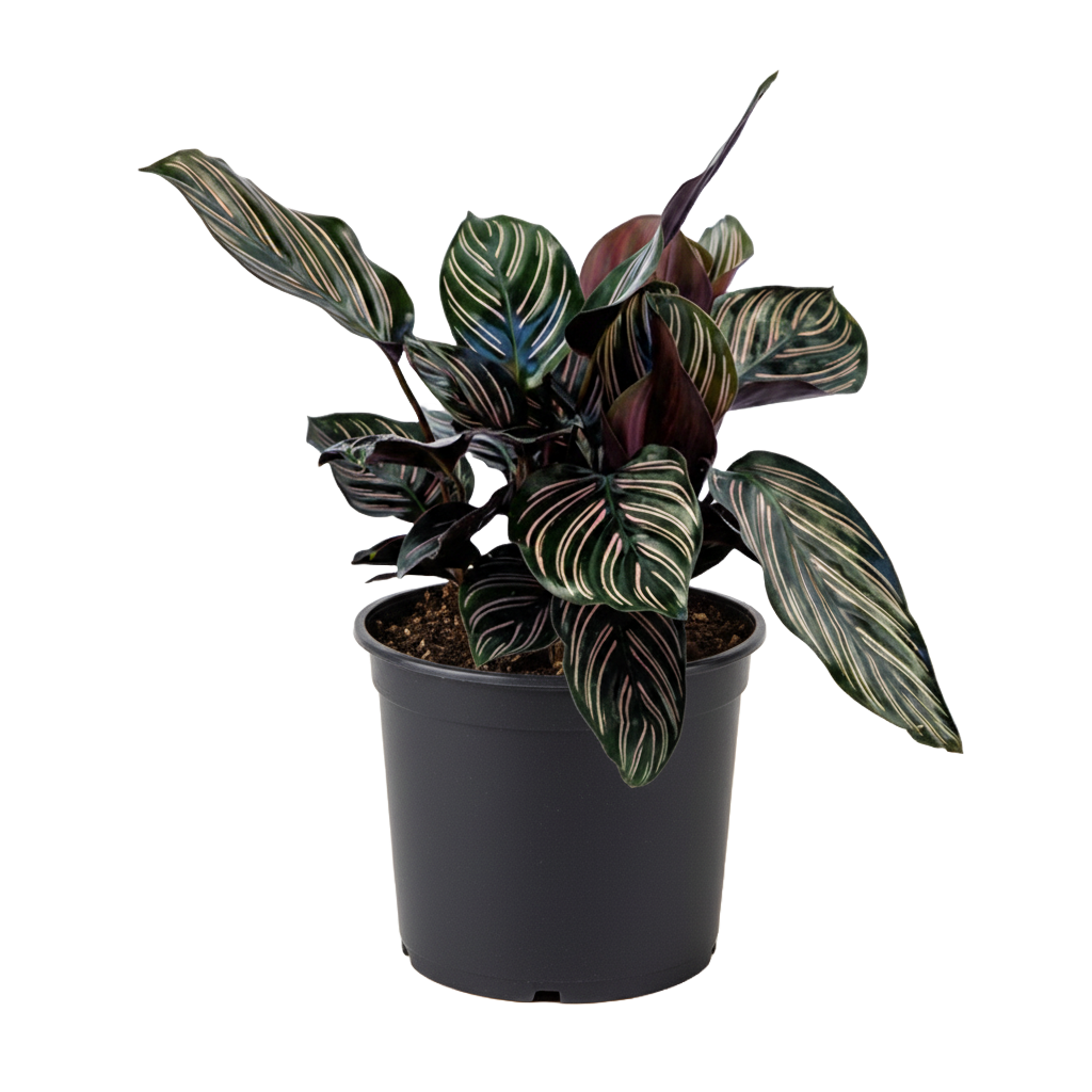 Calathea Ornata
