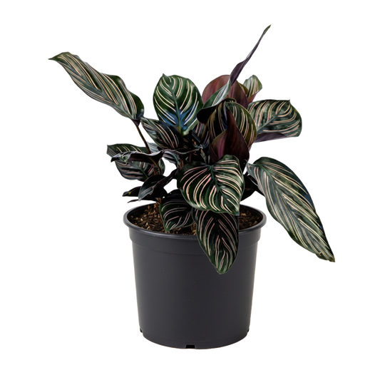 Calathea Ornata
