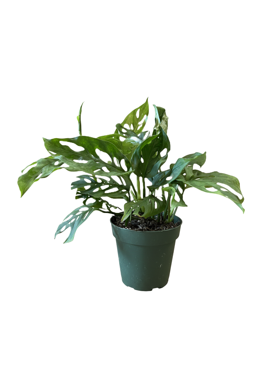 Monstera Swiss Cheese