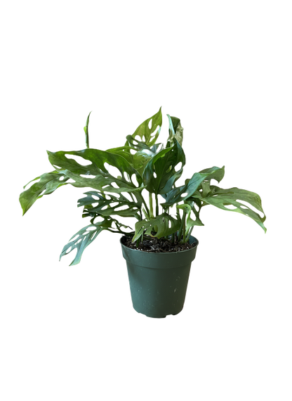 Monstera Swiss Cheese