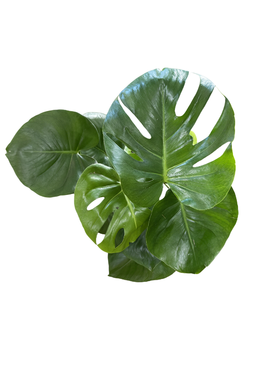 Monstera Deliciosa (Split Leaf)