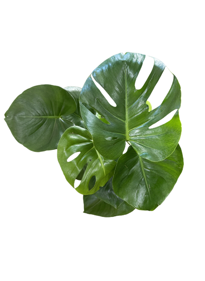 Monstera Deliciosa (Split Leaf)