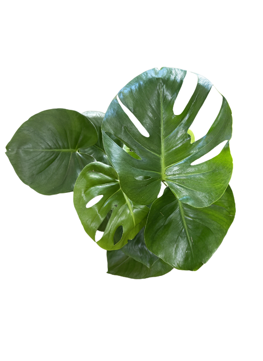 Monstera Deliciosa (Split Leaf)