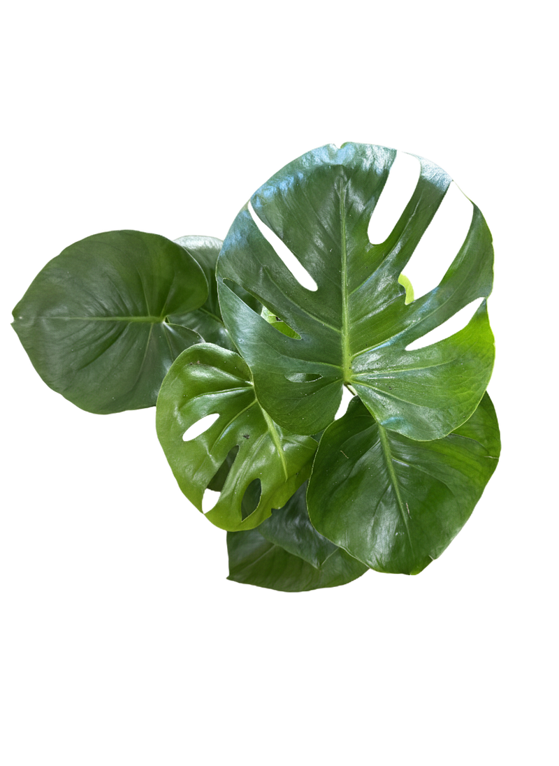 Monstera Deliciosa (Split Leaf)