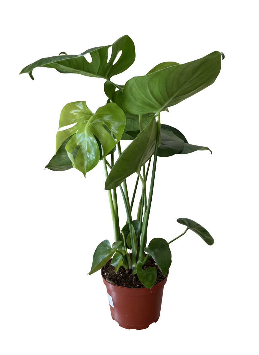 Monstera Deliciosa (Split Leaf)