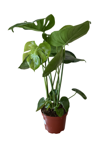 Monstera Deliciosa (Split Leaf)