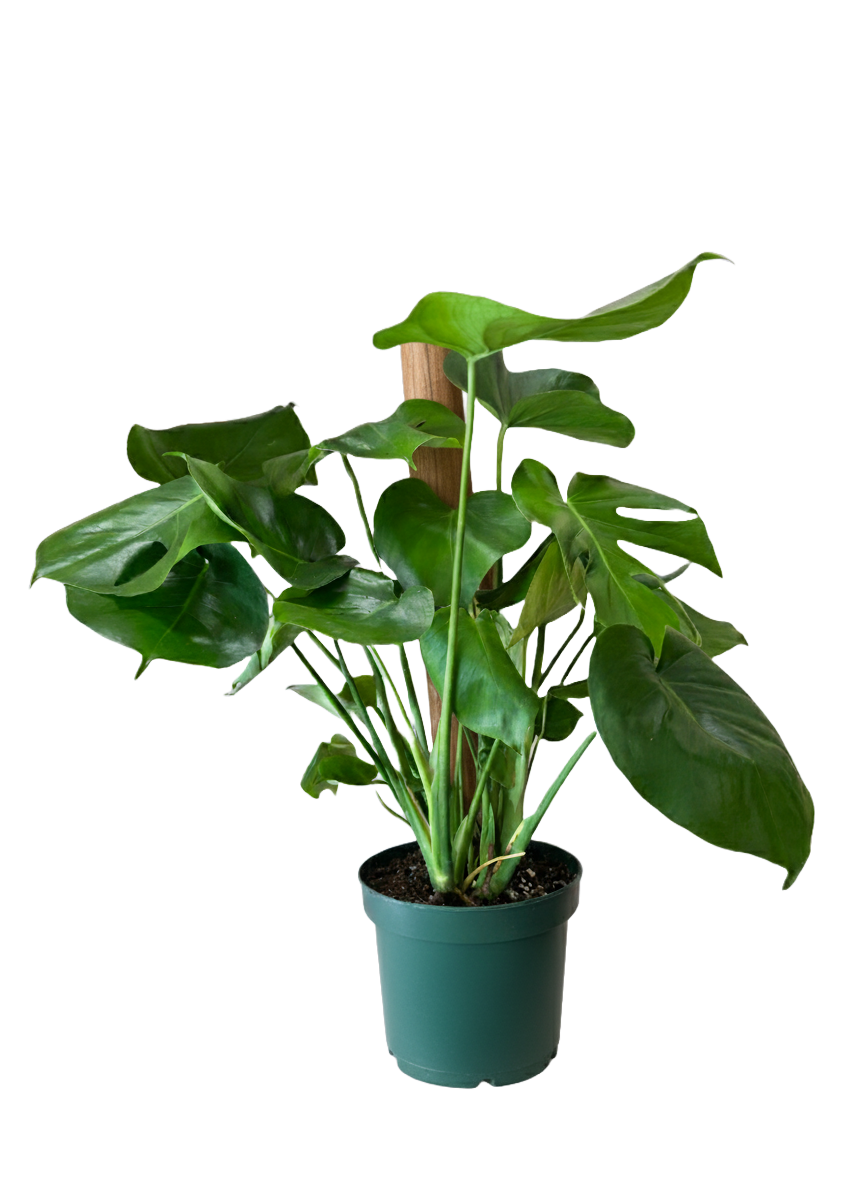 Monstera Deliciosa (Split Leaf)