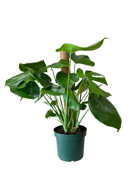 Monstera Deliciosa (Split Leaf)