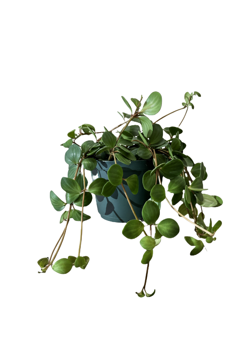 Peperomia Hope