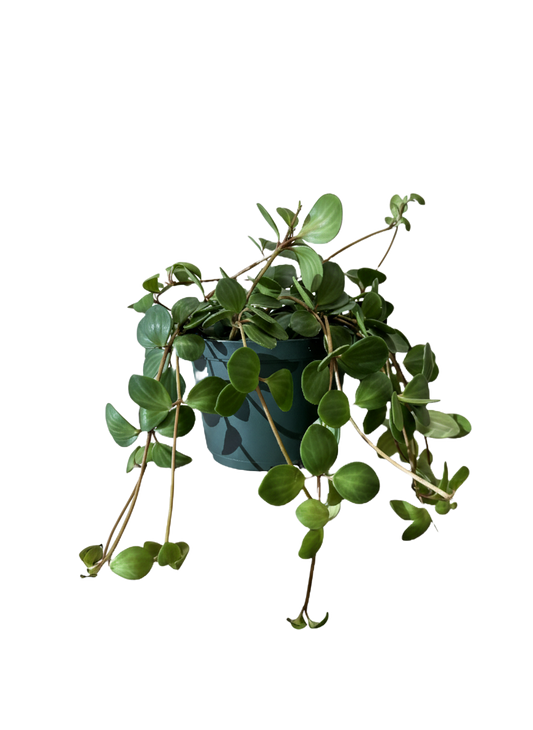 Peperomia Hope