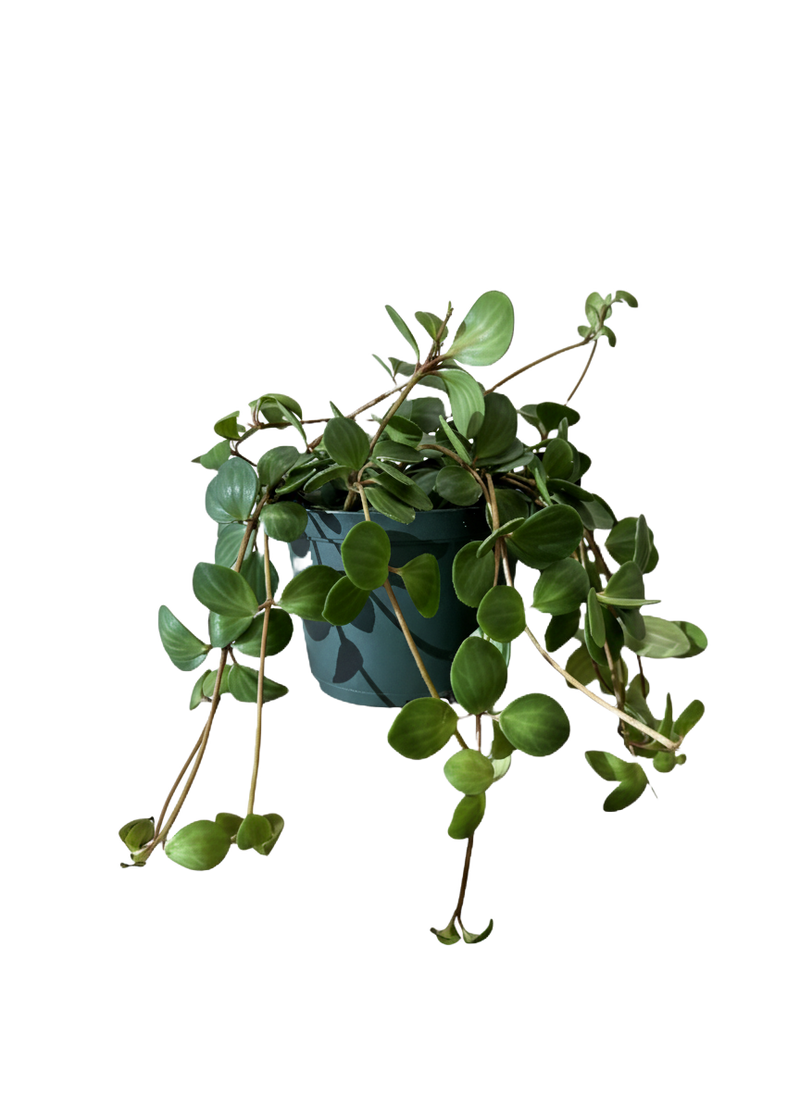 Peperomia Hope