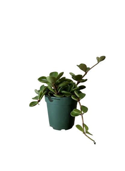 Peperomia Hope