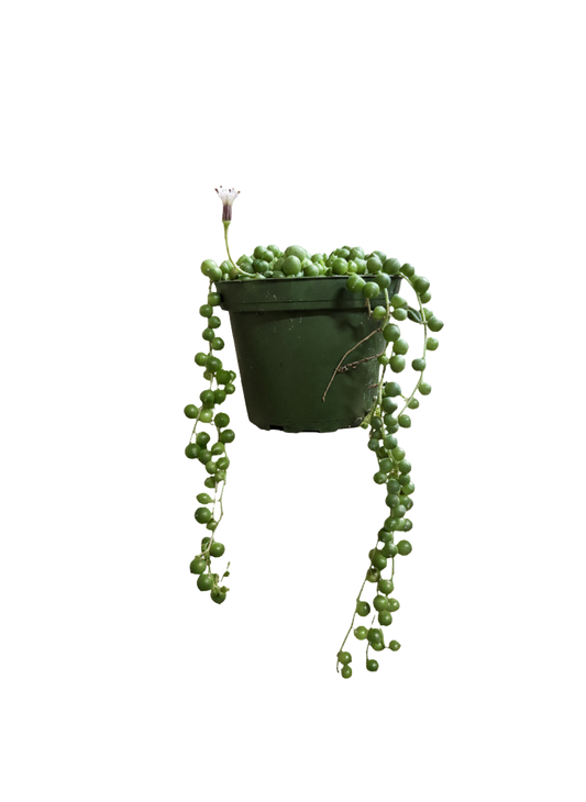 String of Pearls