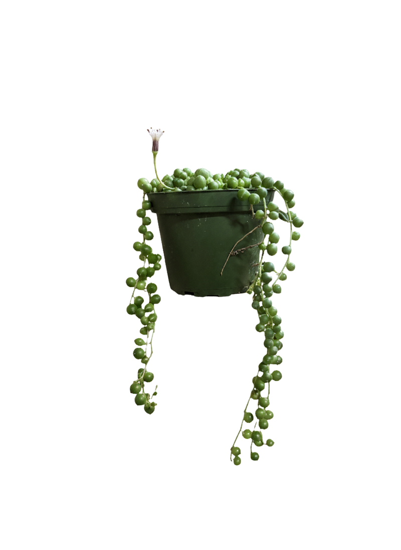 String of Pearls
