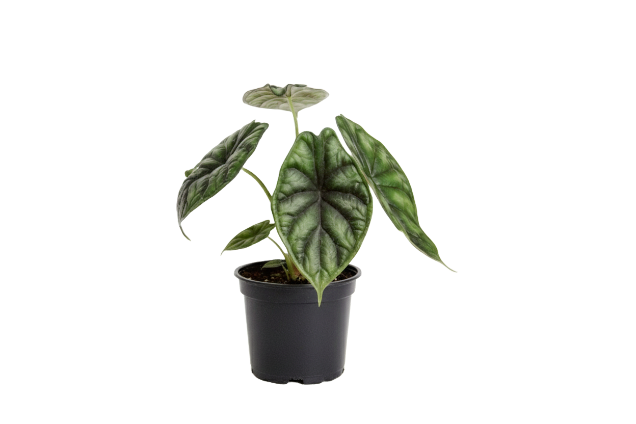 Alocasia Dragon Scale