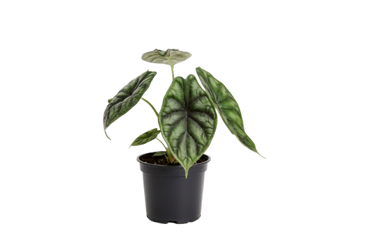 Alocasia Dragon Scale
