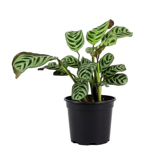 Calathea Burle Marxii