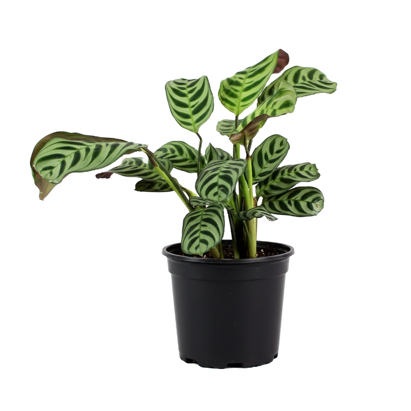 Calathea Burle Marxii