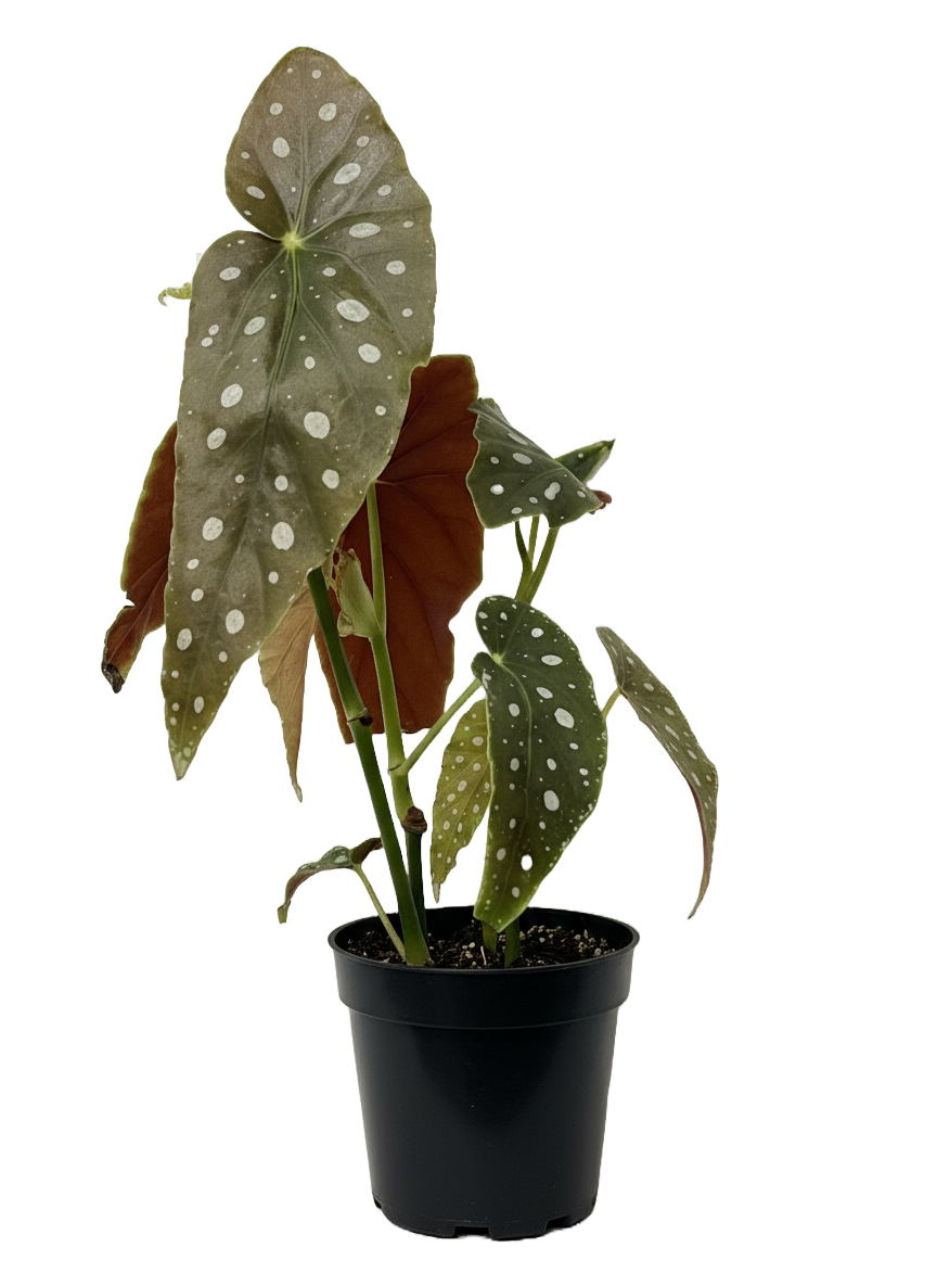 Begonia Maculata