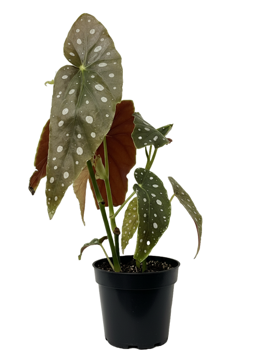 Begonia Maculata