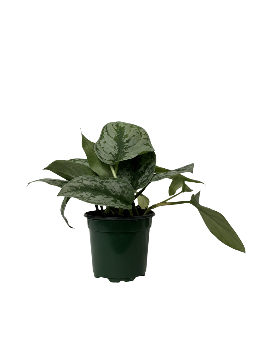 Silver Splash Pothos