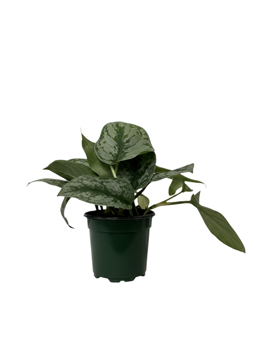 Silver Splash Pothos