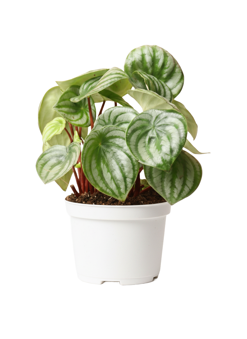Peperomia Watermelon