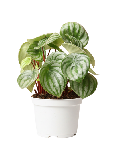 Peperomia Watermelon